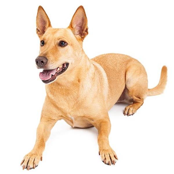 Carolina Dog